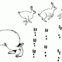 Следы зайца